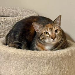 Buttercup image 1