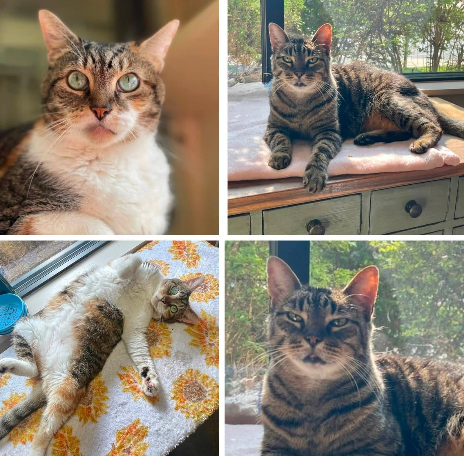 Mary And Marty - Tabby
