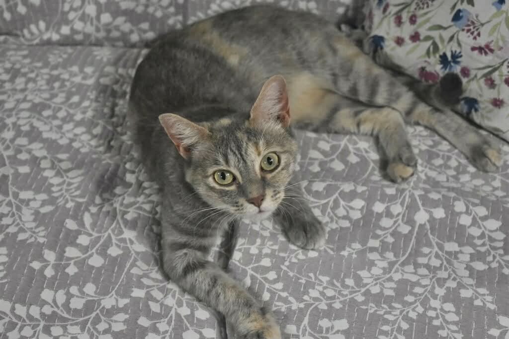 Salem - Dilute Tortoiseshell