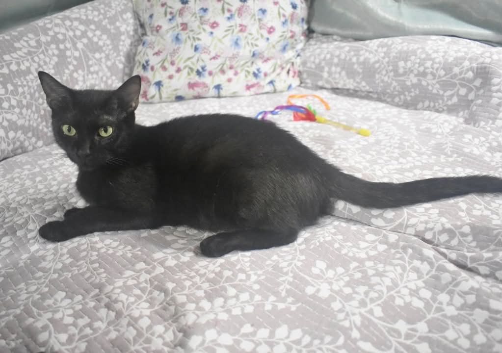 Sugar Cookie - Domestic Short Hair