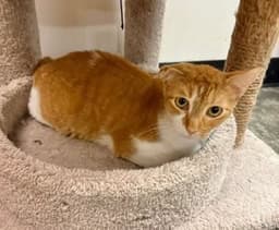 Boots image 1
