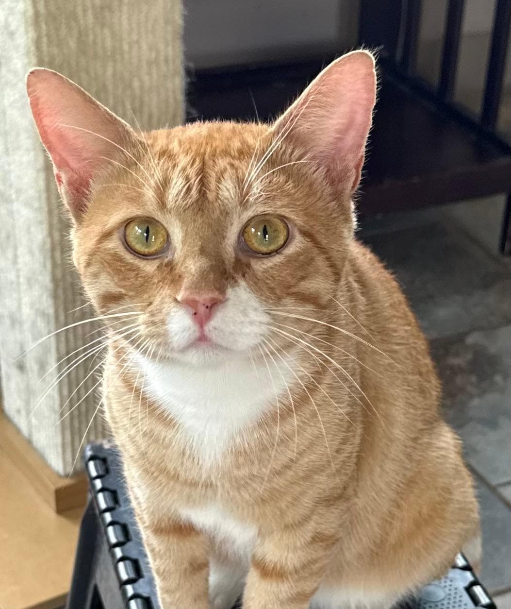 Clover - Tabby