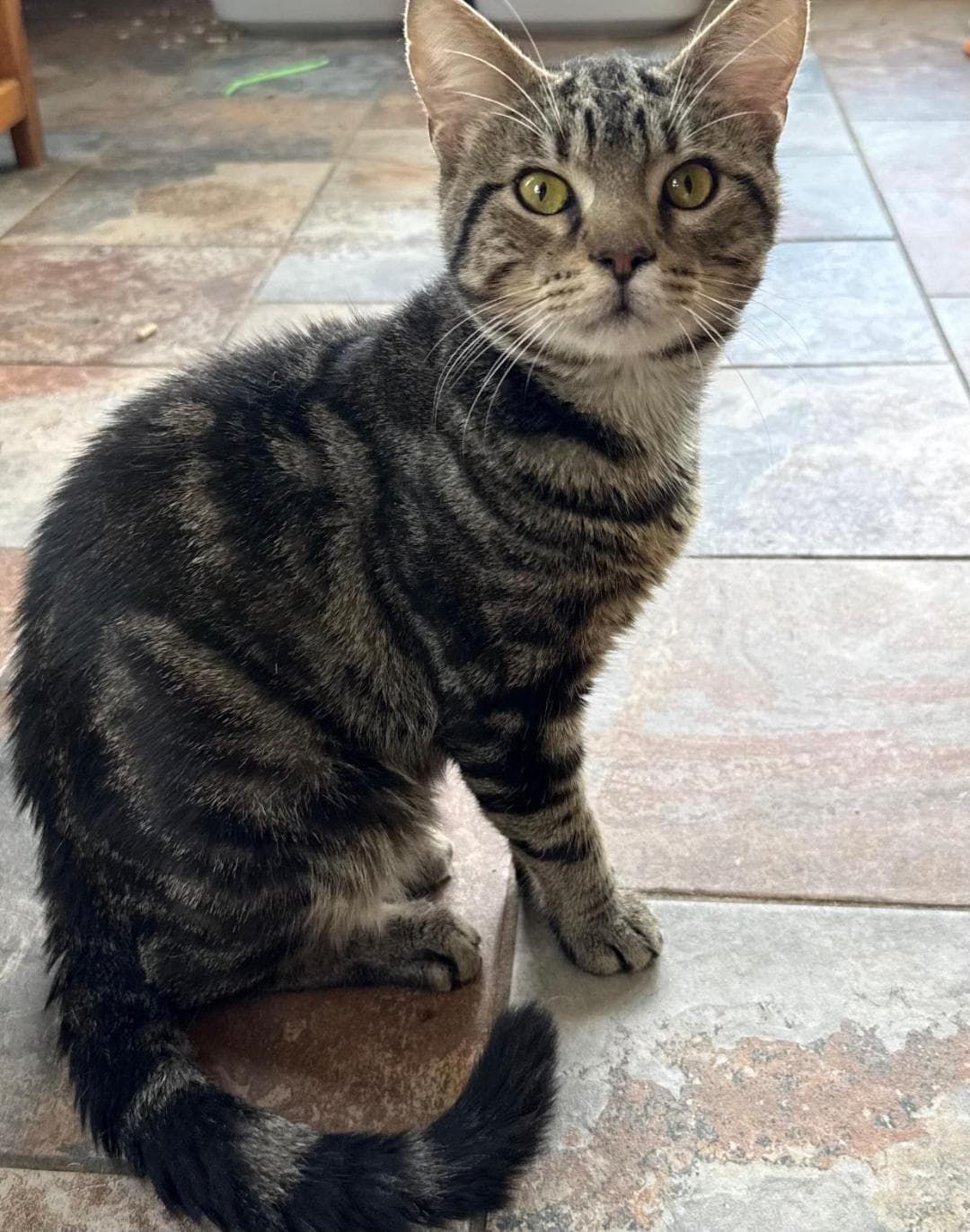 Harrison - Tabby