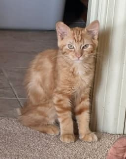 Jeffrey image 1