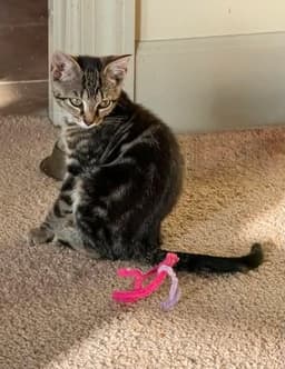 Addie image 1