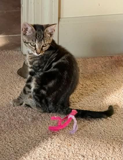 Addie - Tabby