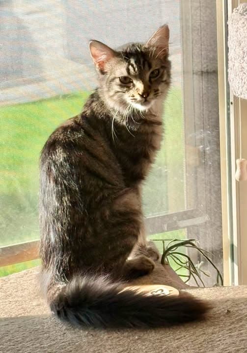 Addie - Tabby