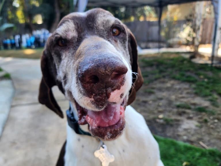Merlin - German Shorthaired Pointer