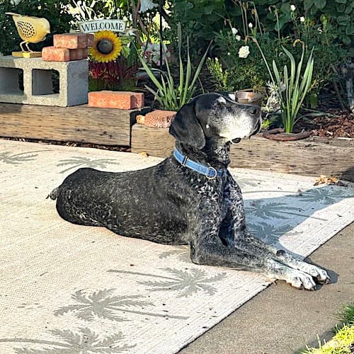 Ace - German Shorthaired Pointer