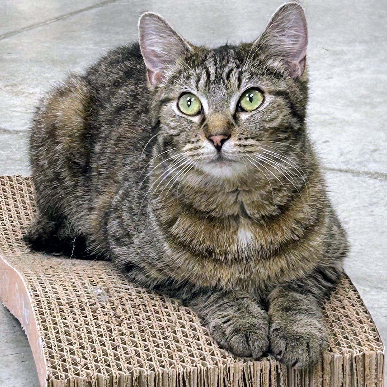 Tinsel - Domestic Short Hair