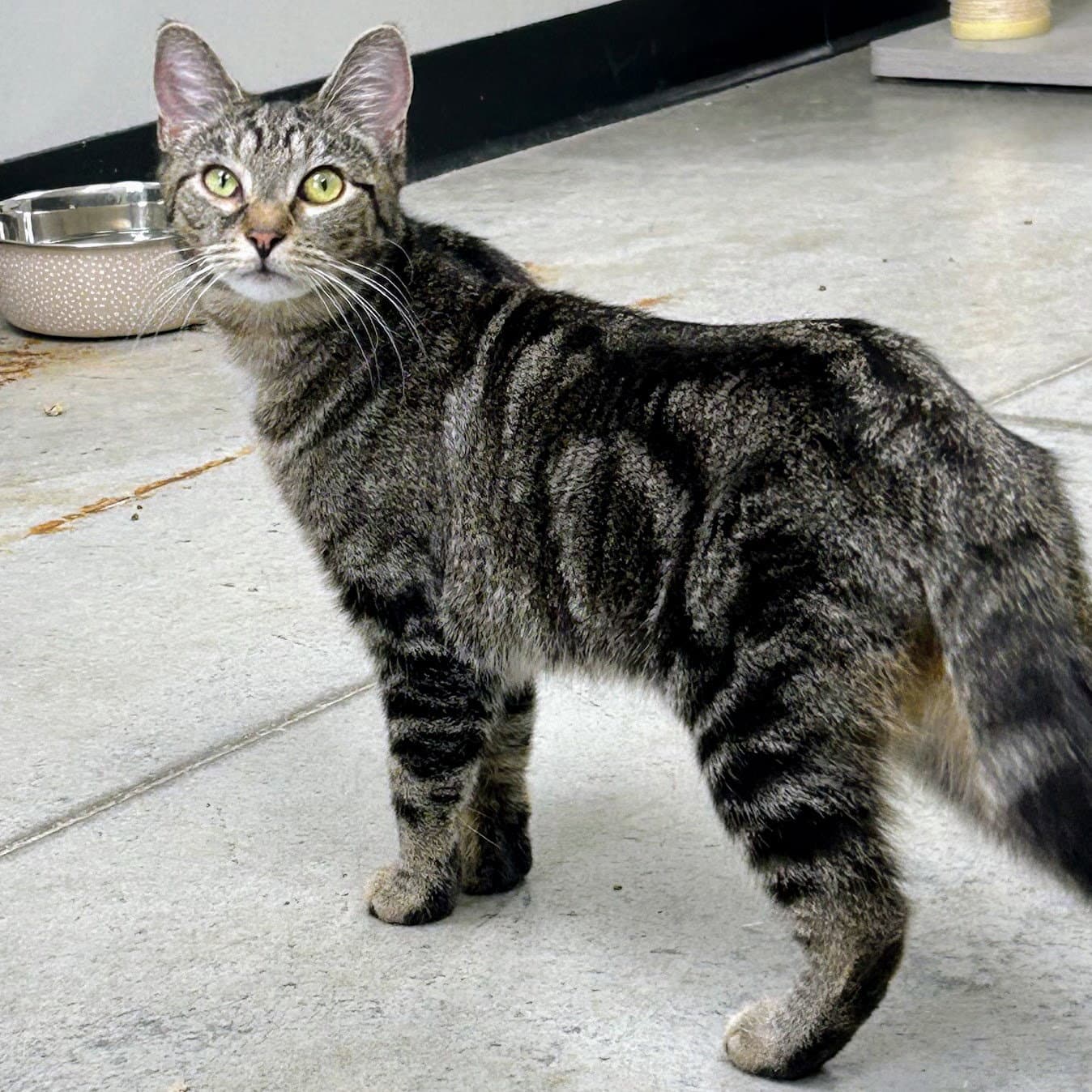Charlie Chaplin - Domestic Short Hair
