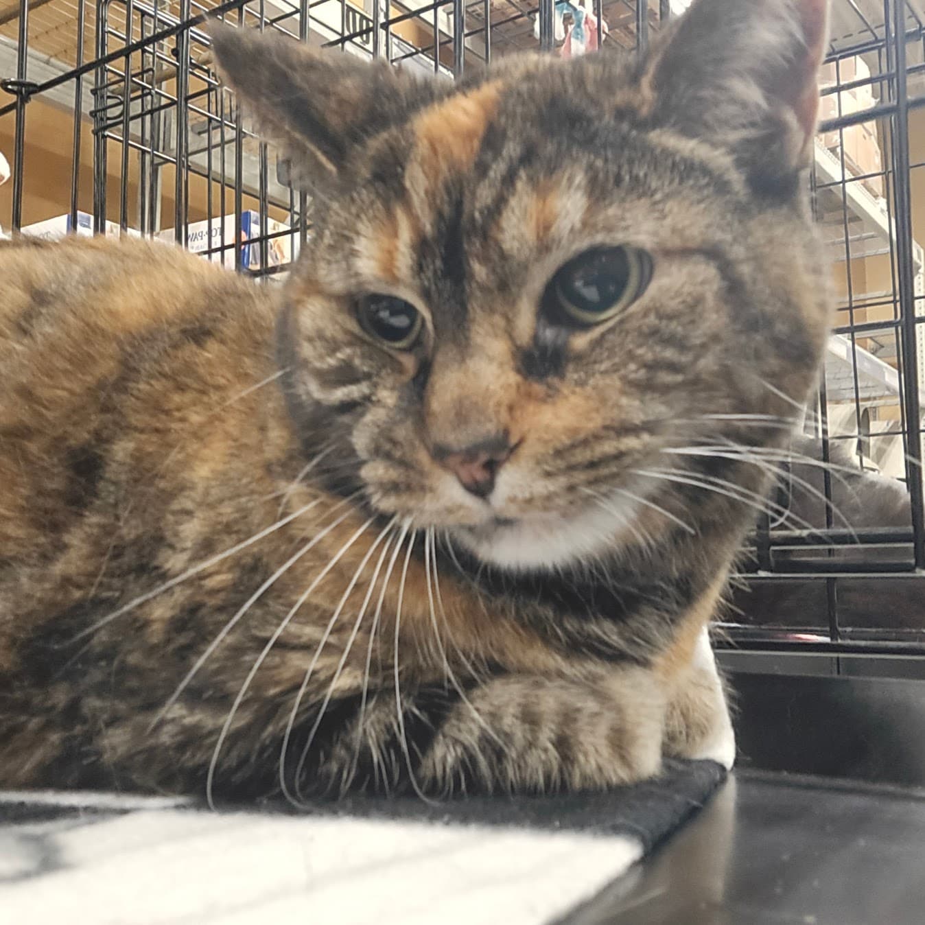 Delilah - Torbie