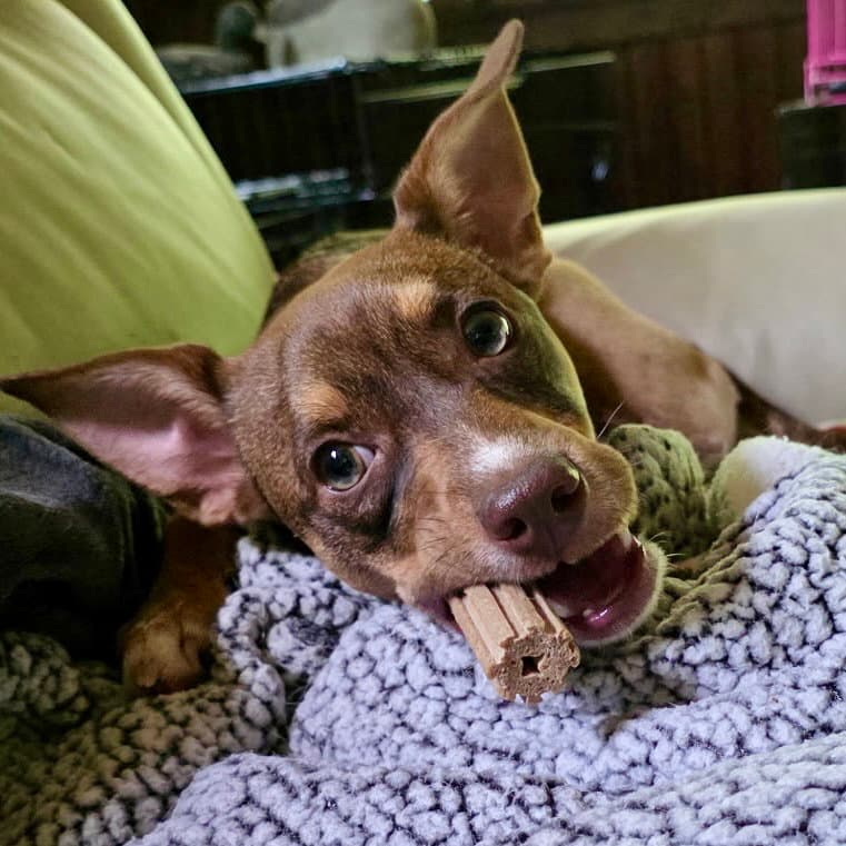 Pierce - Rat Terrier