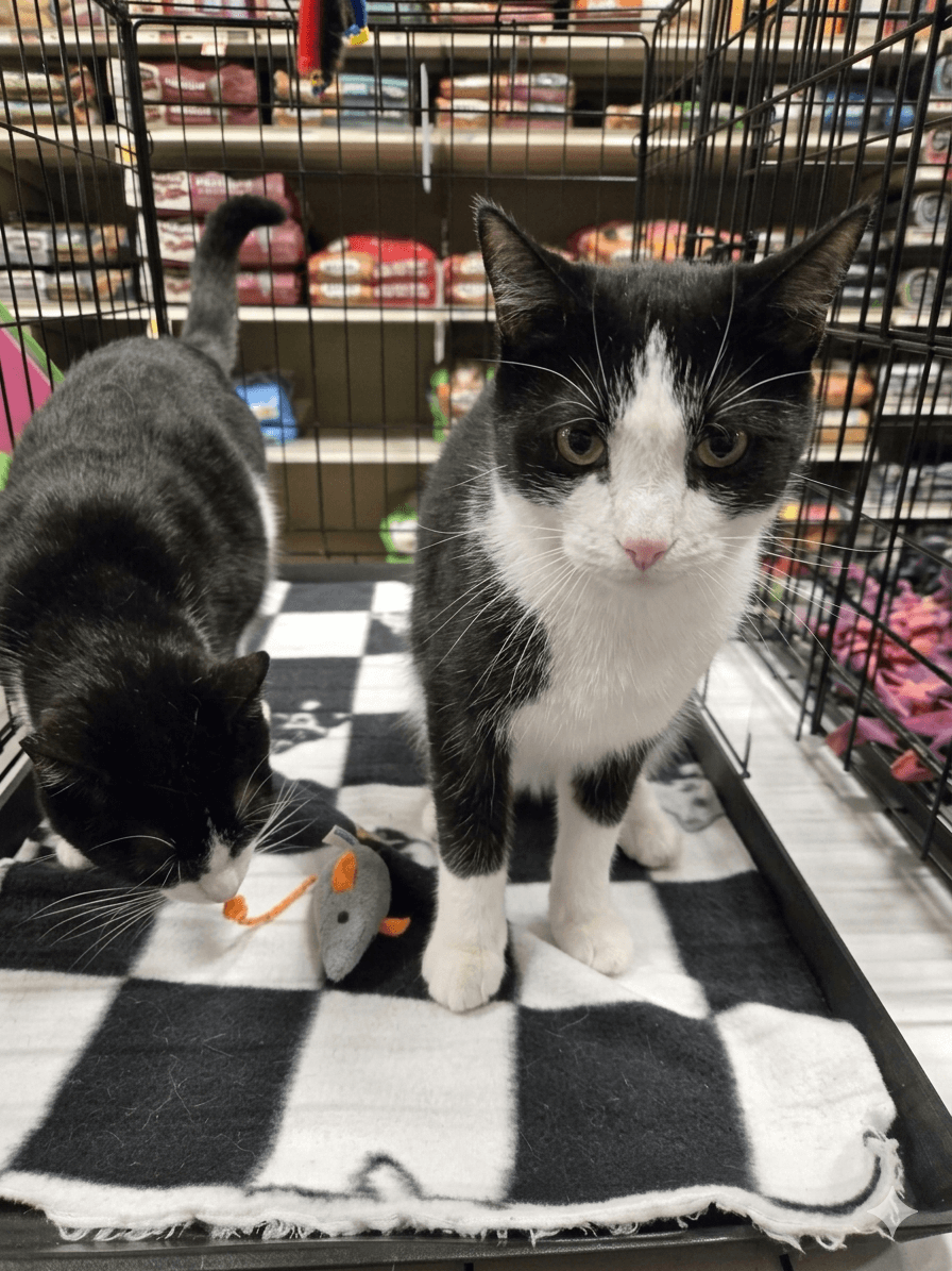 Larry - Tuxedo