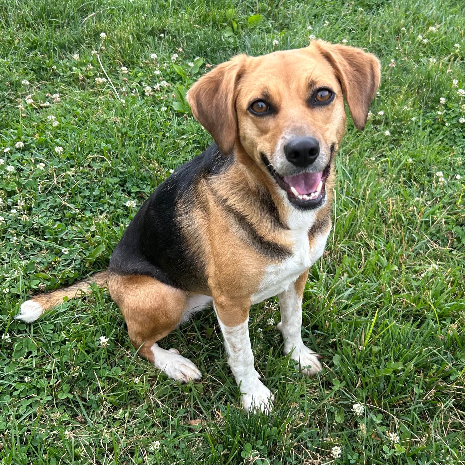 Jenn - Beagle