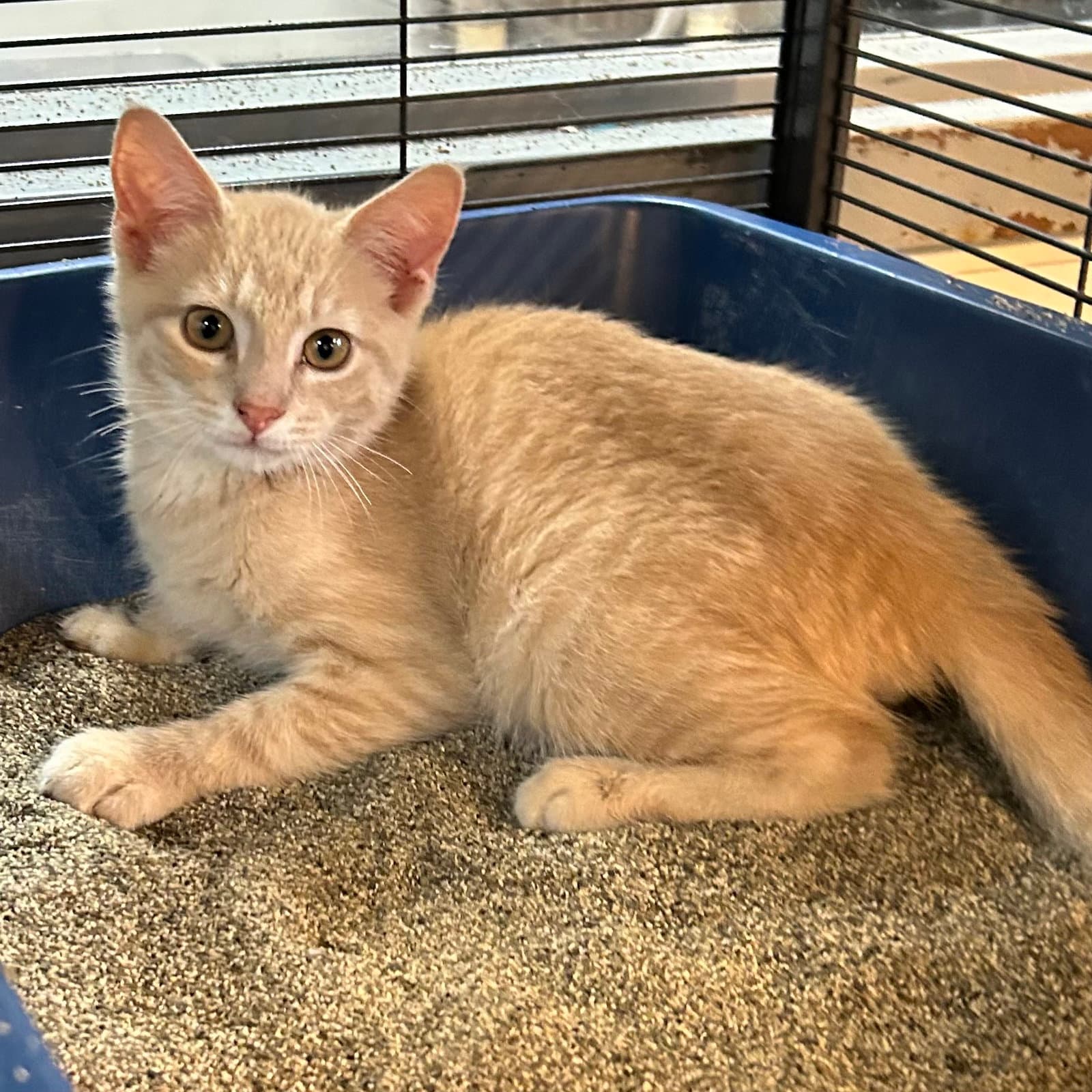 Big Bird - Domestic Short Hair