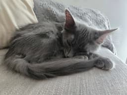 Smokey image 2