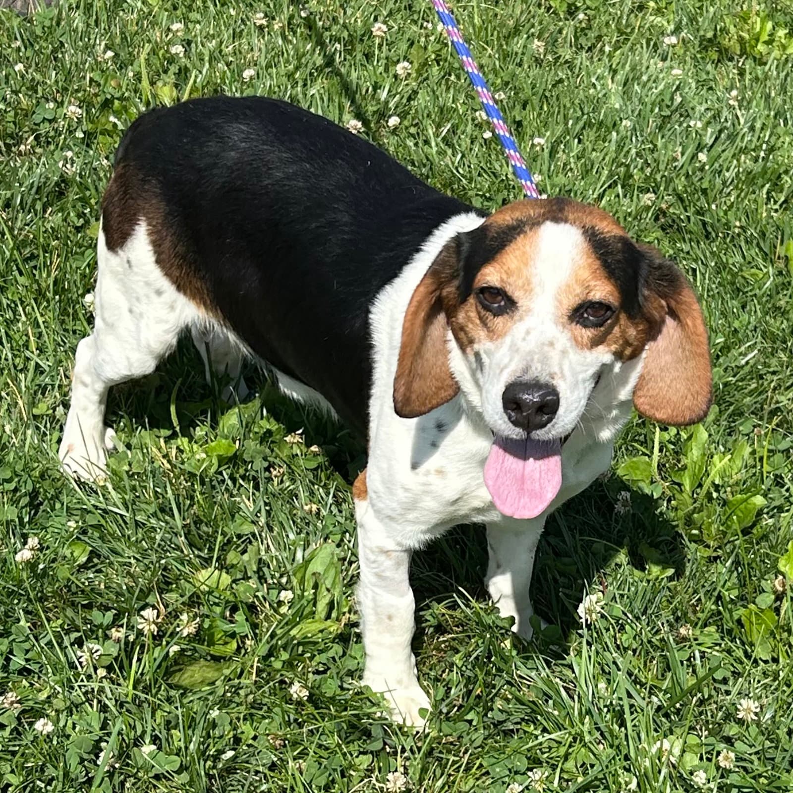 Eeyore - Beagle