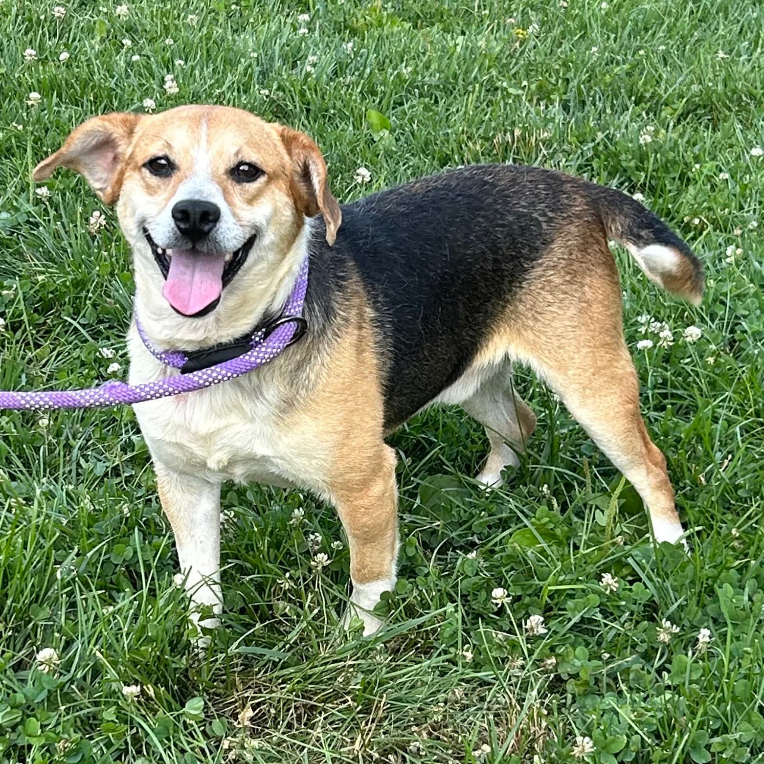 Keats - Beagle