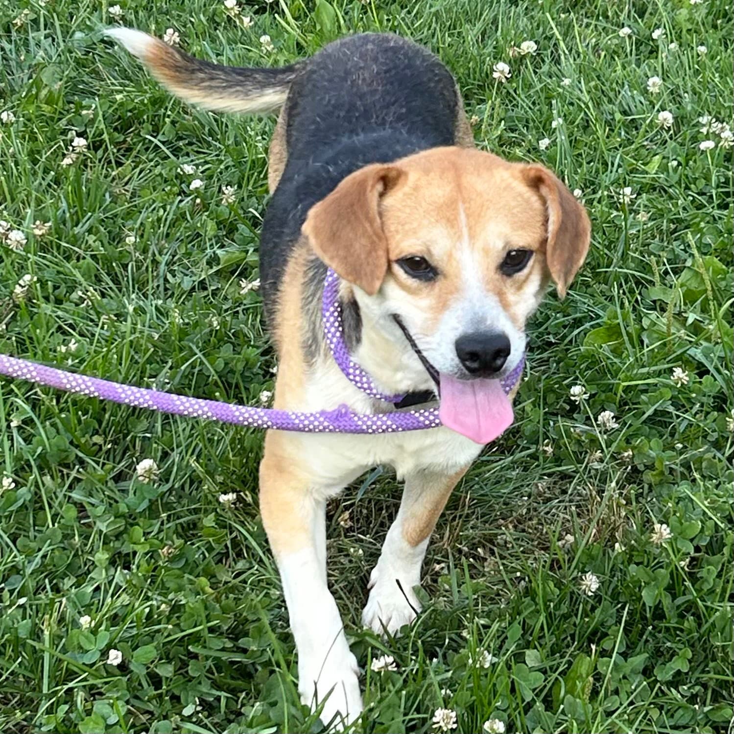 Keats - Beagle