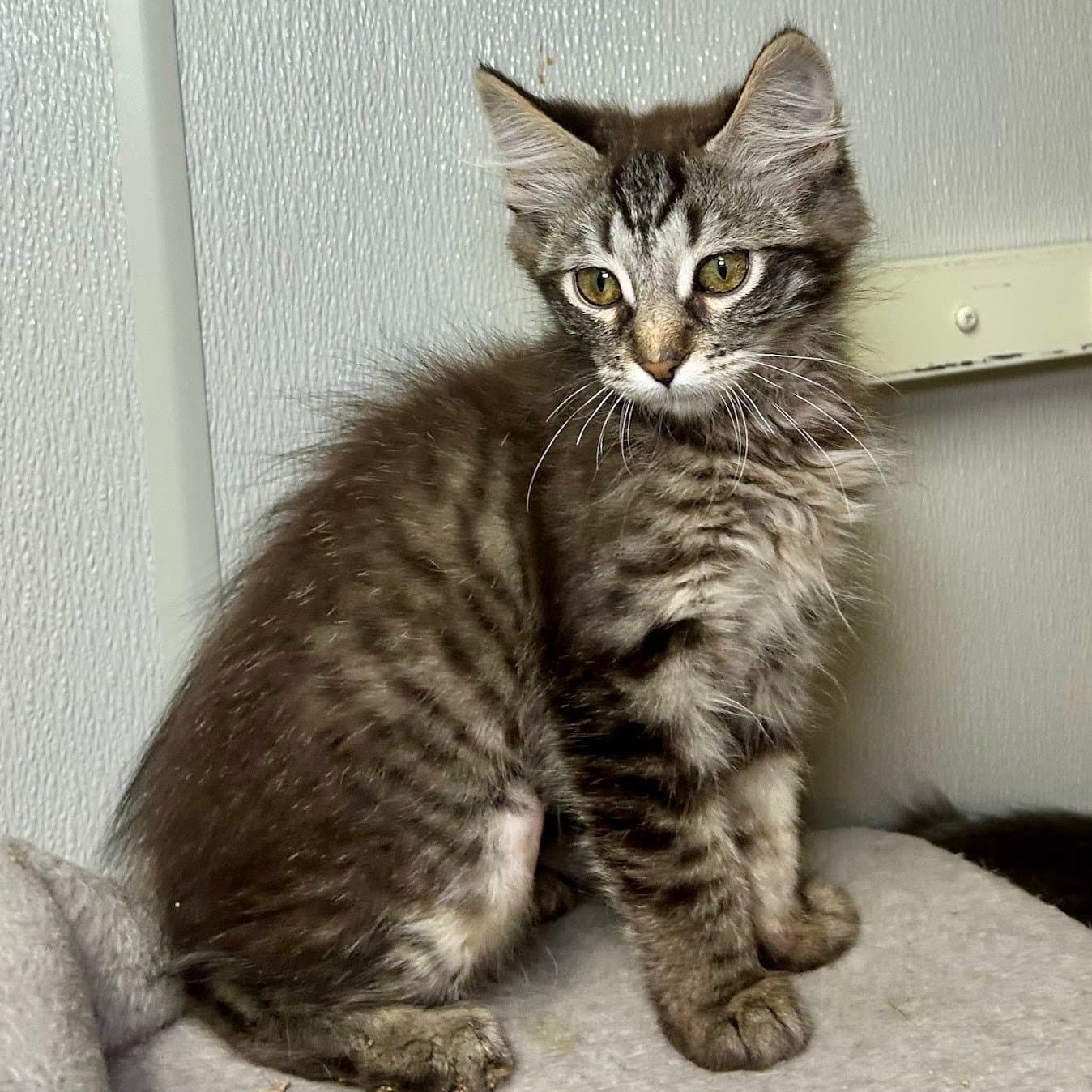 Bo-Peep - Maine Coon