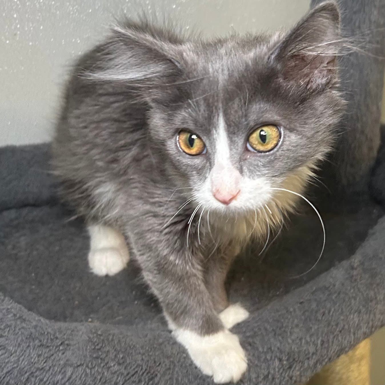 Shadow - Domestic Medium Hair
