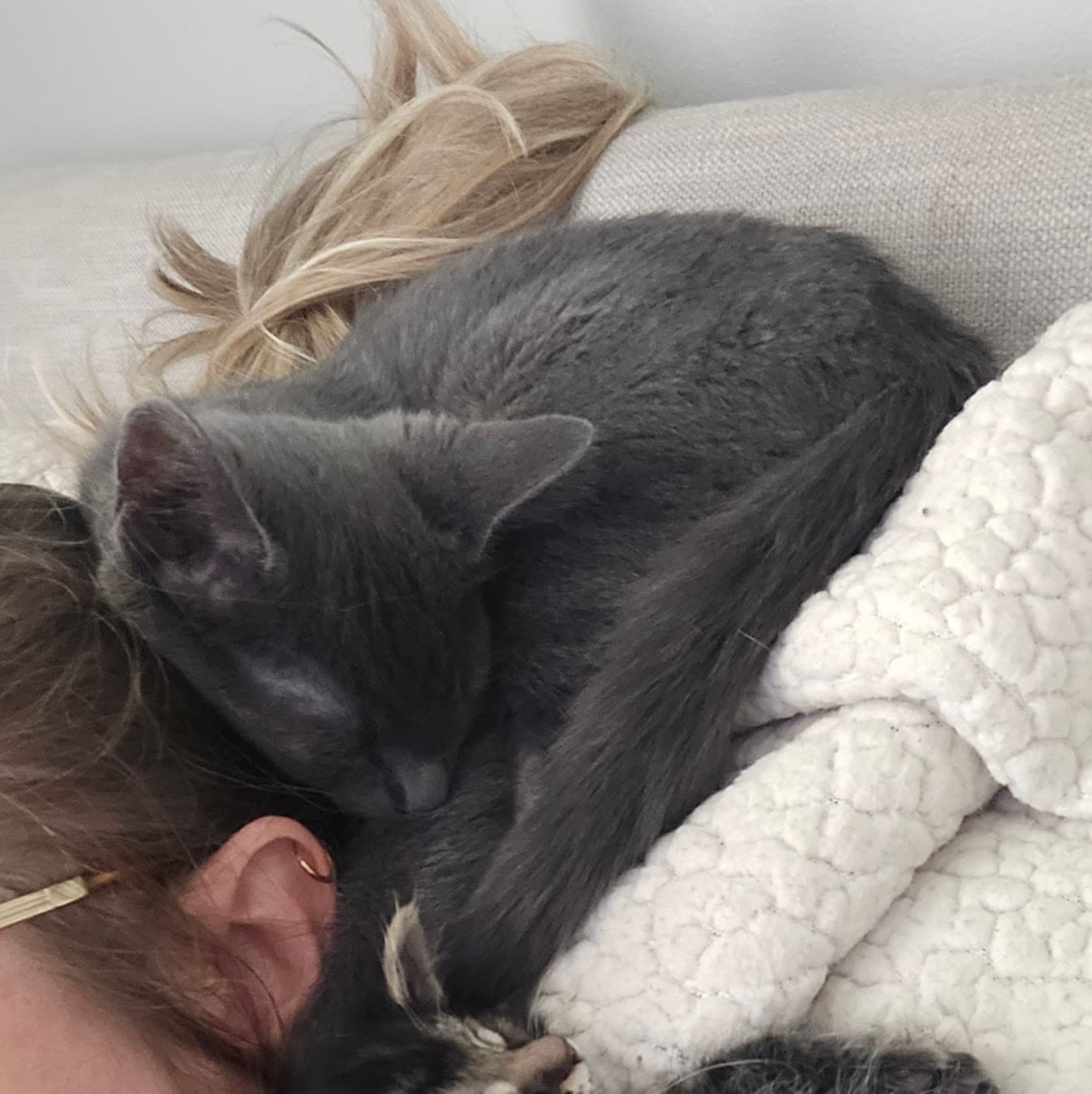 Yukon - Domestic Medium Hair