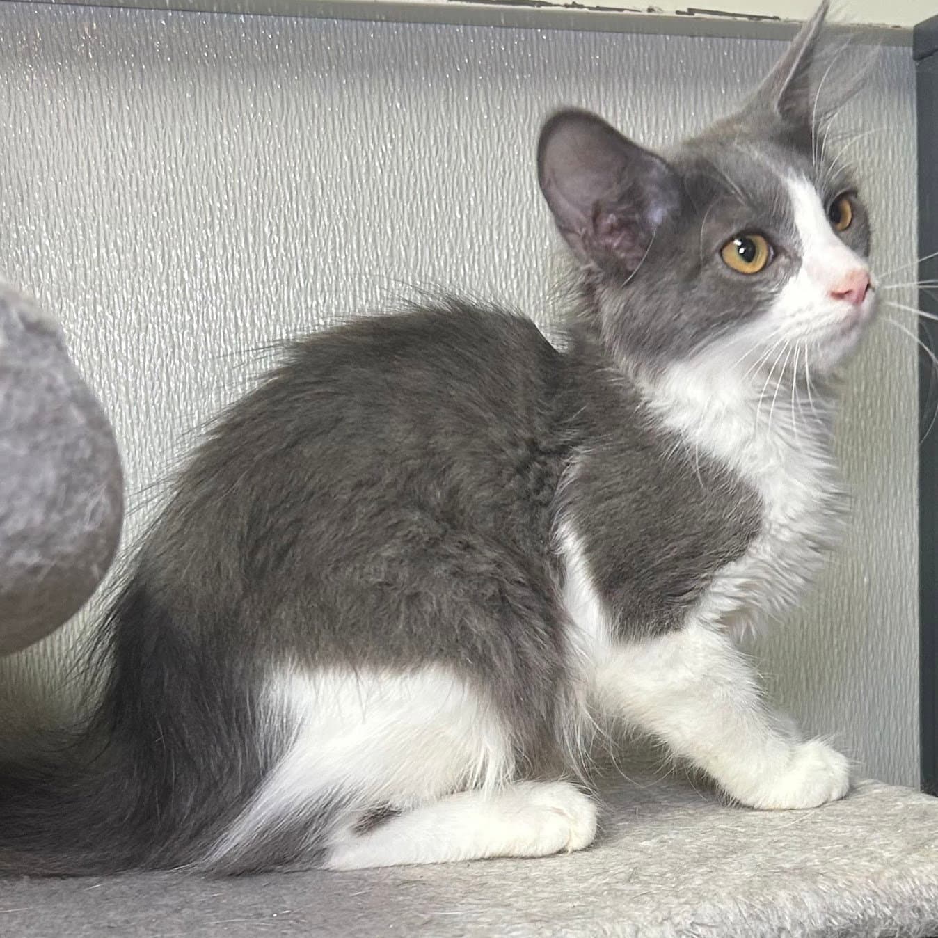 Ashley - Domestic Medium Hair