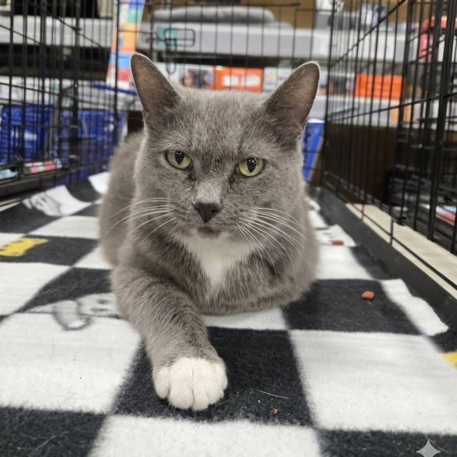 Teletubby - Domestic Short Hair