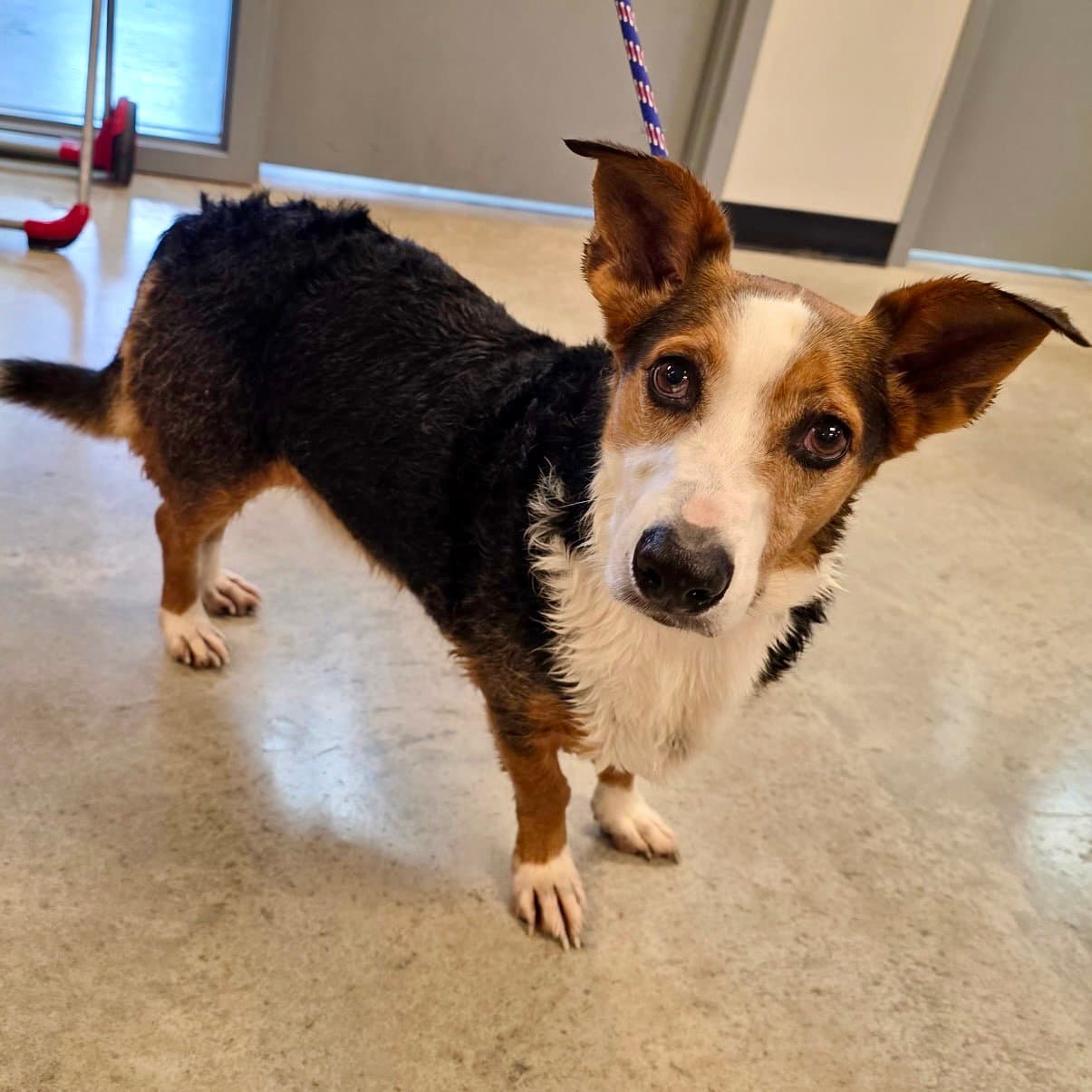 Buddy - Corgi