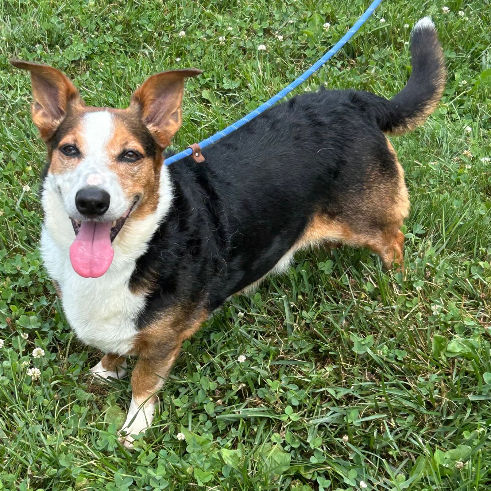 Buddy - Corgi