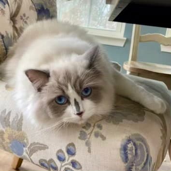 Lizzie - Ragdoll