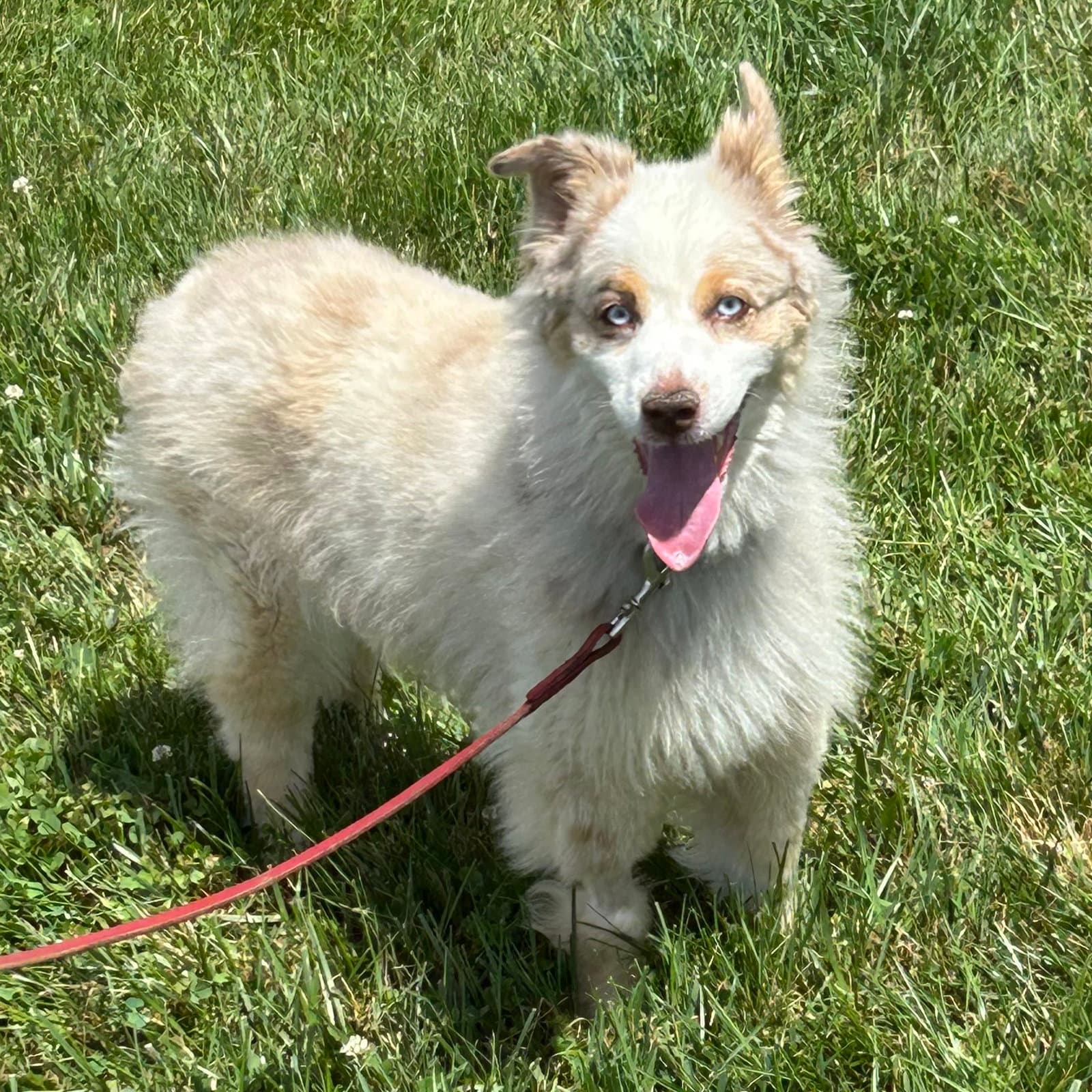 Nike - Australian Shepherd
