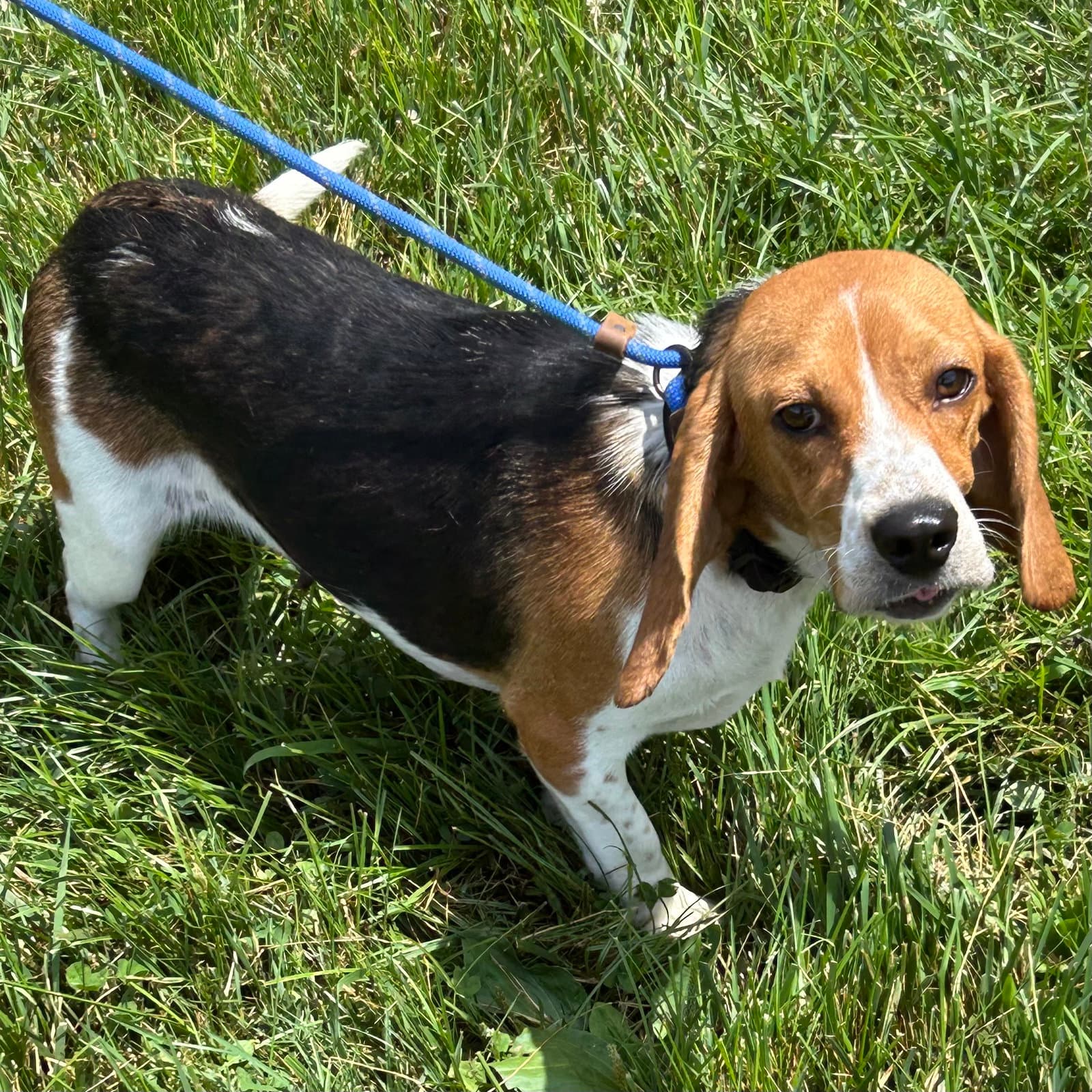 Velvet - Beagle