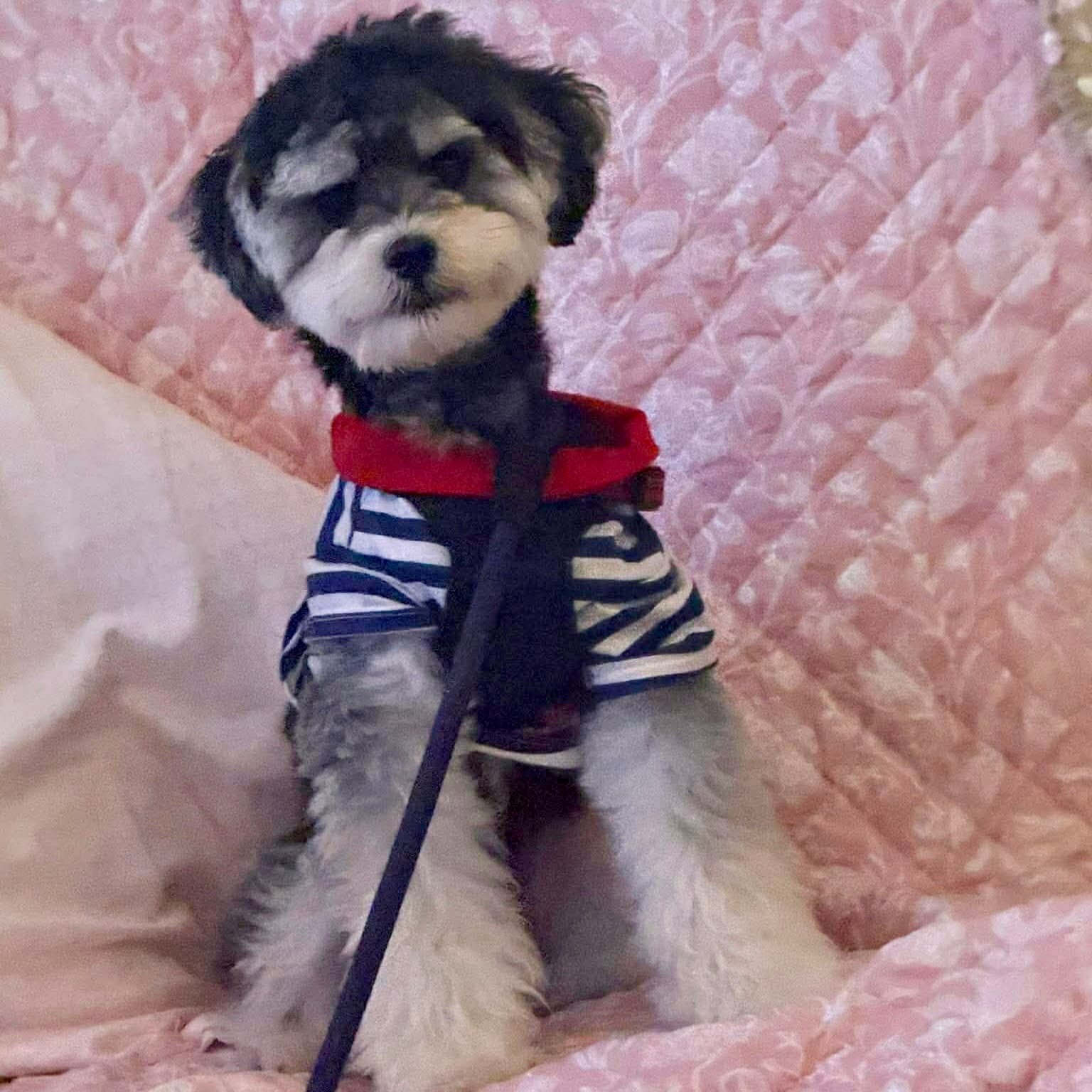 George - Maltese