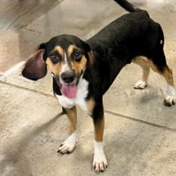Ruger image 2