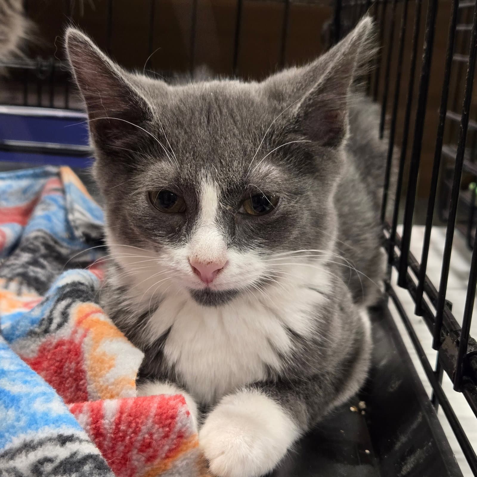 Gob - Domestic Short Hair