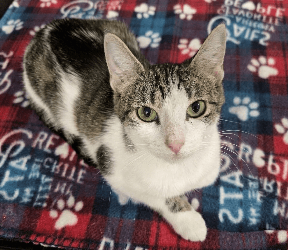 Hazel - Domestic Short Hair