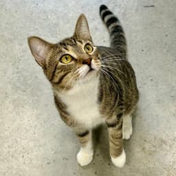 Nico image 1