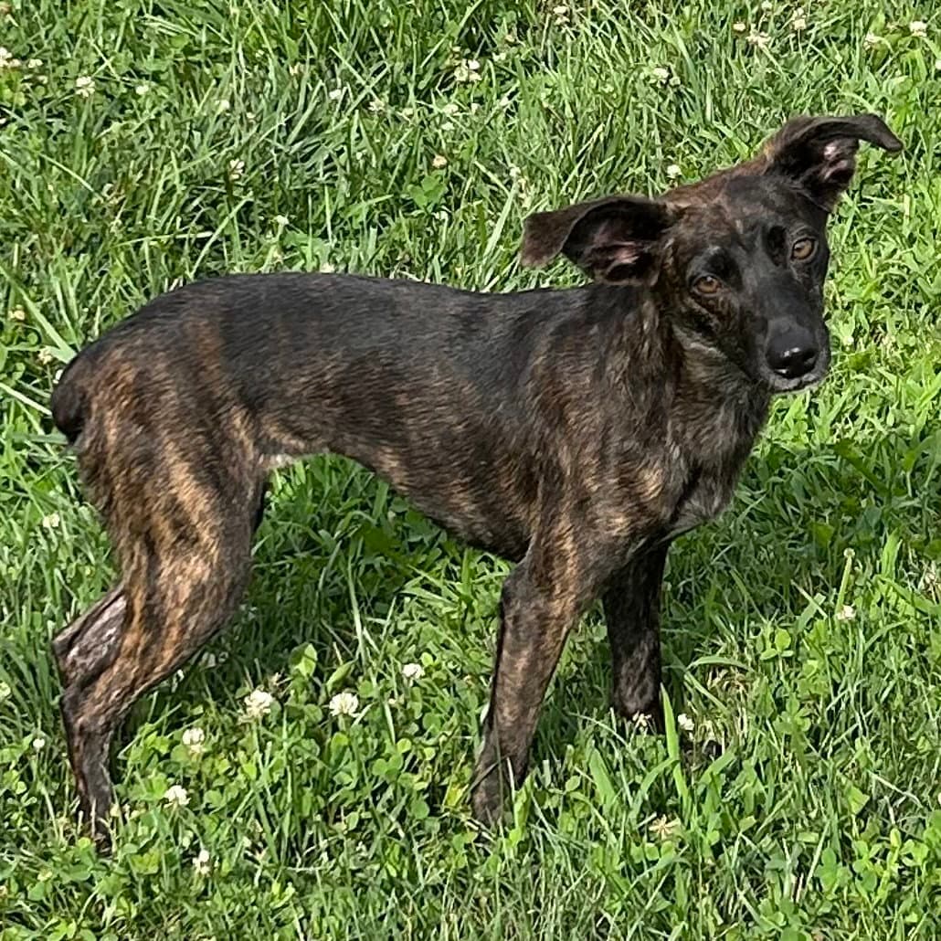 Kiki - Whippet