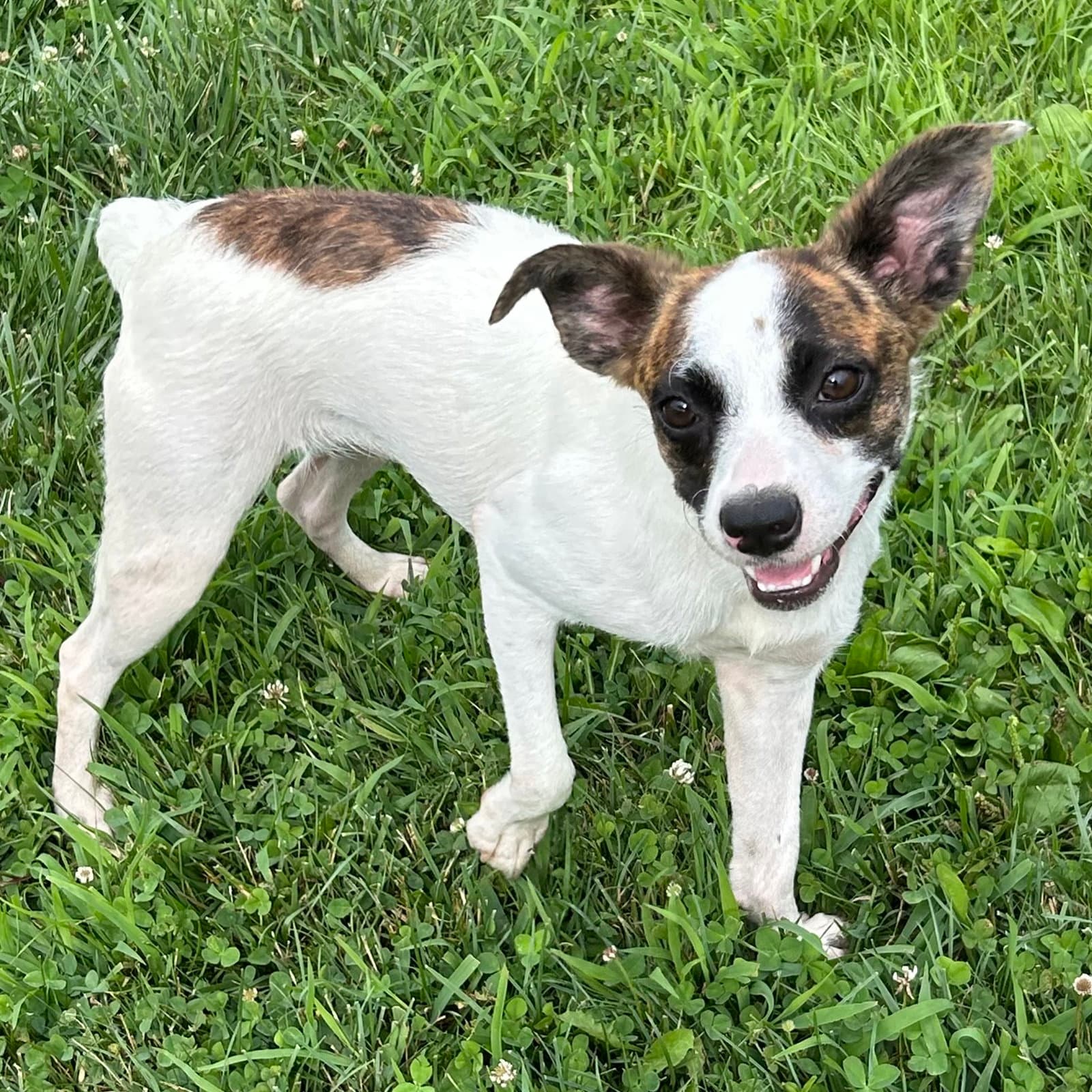 Jianna - Boston Terrier