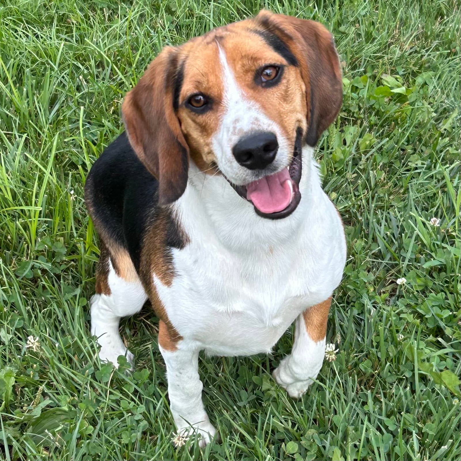 Pablo - Beagle