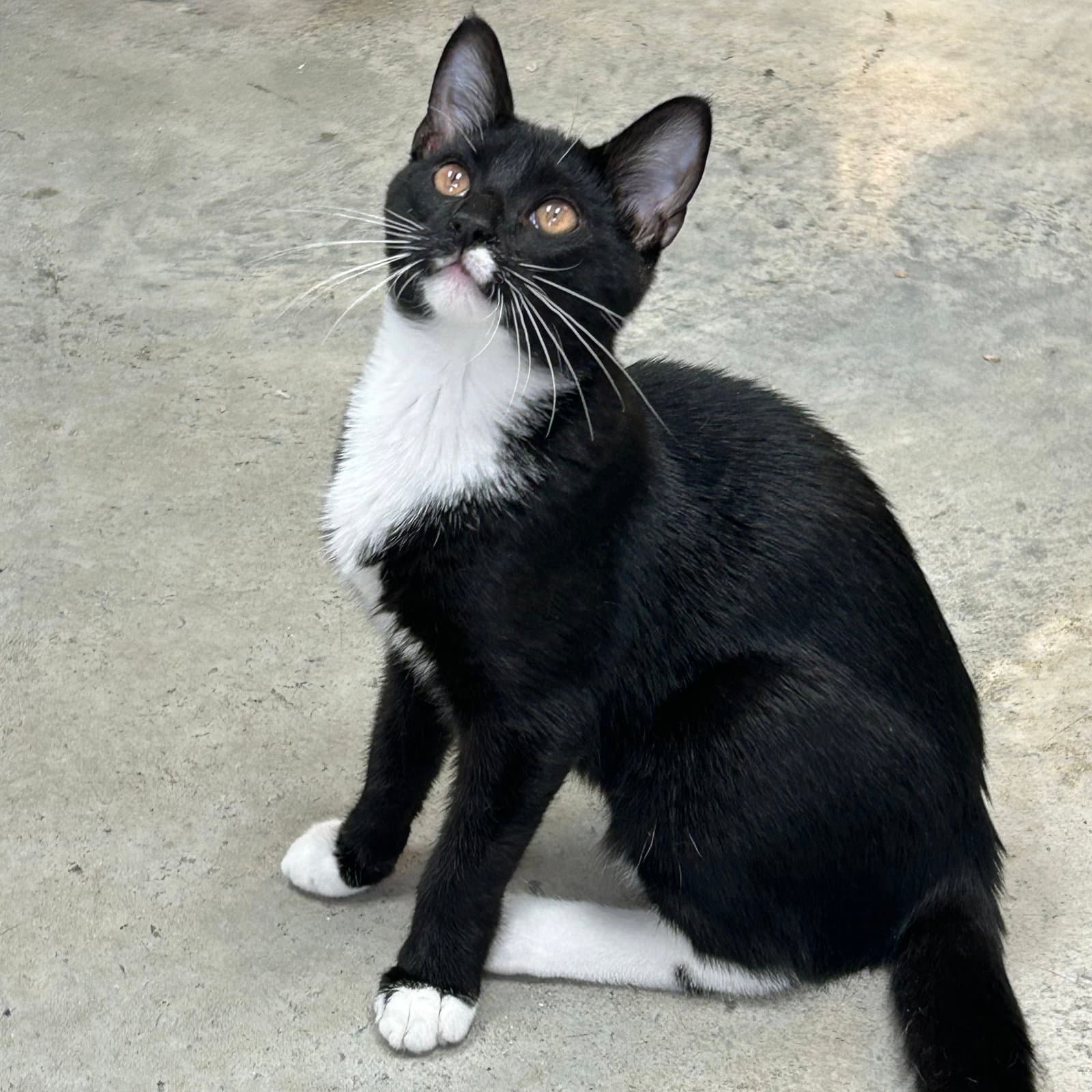 Penguin - Tuxedo