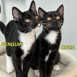 Orca image 2