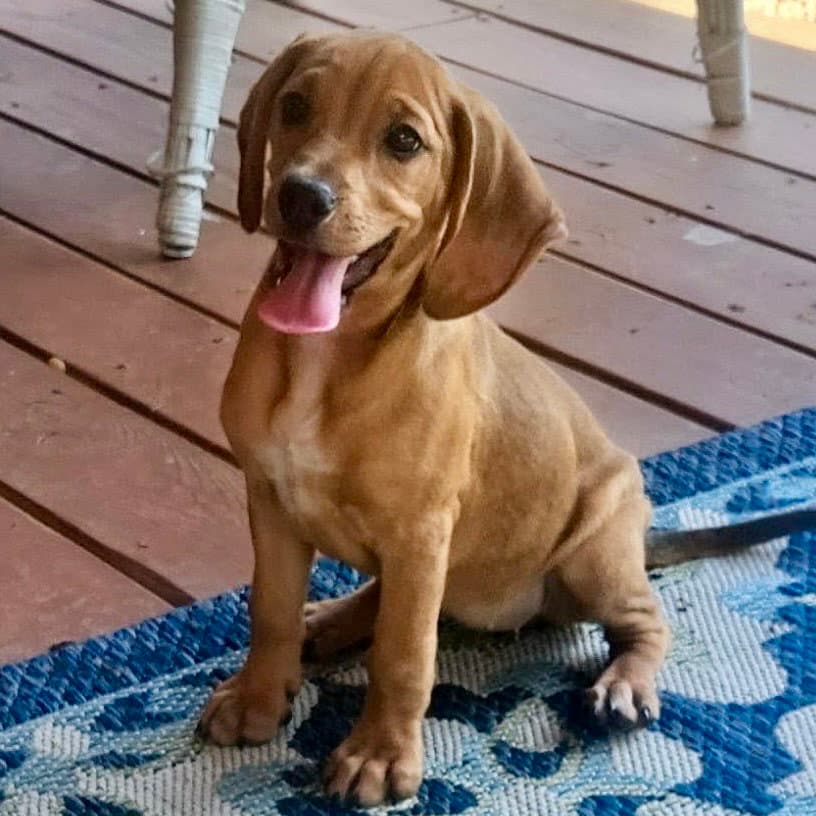 Cici - Beagle