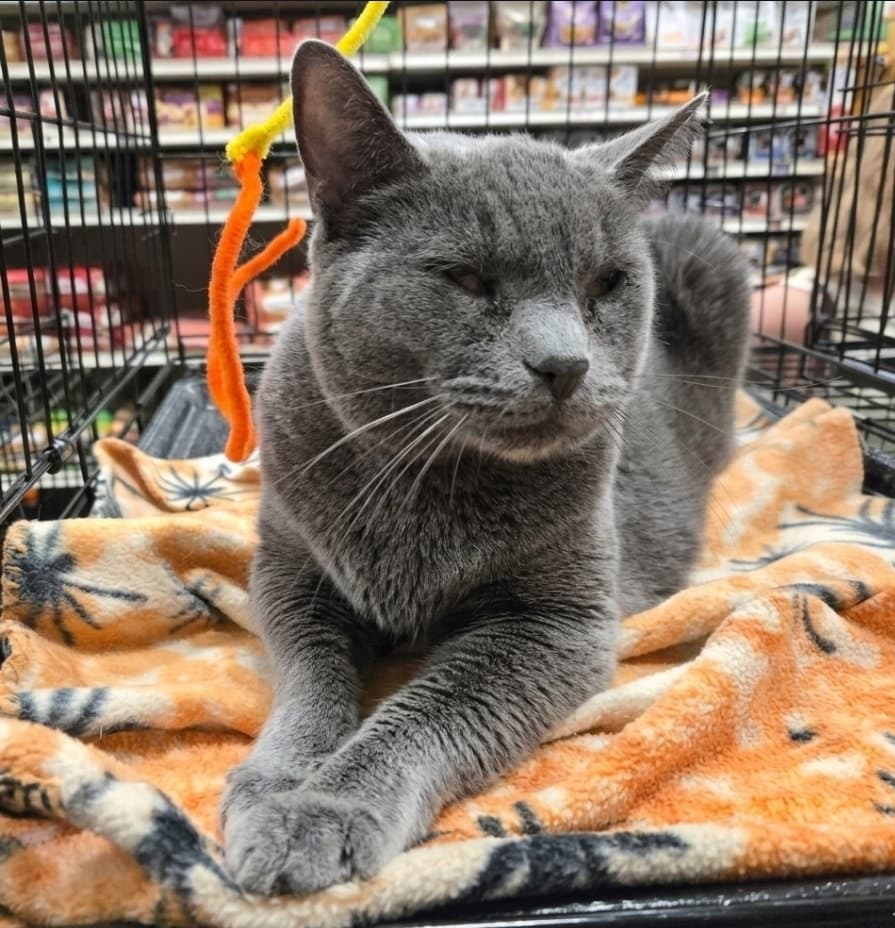 Blue - Russian Blue