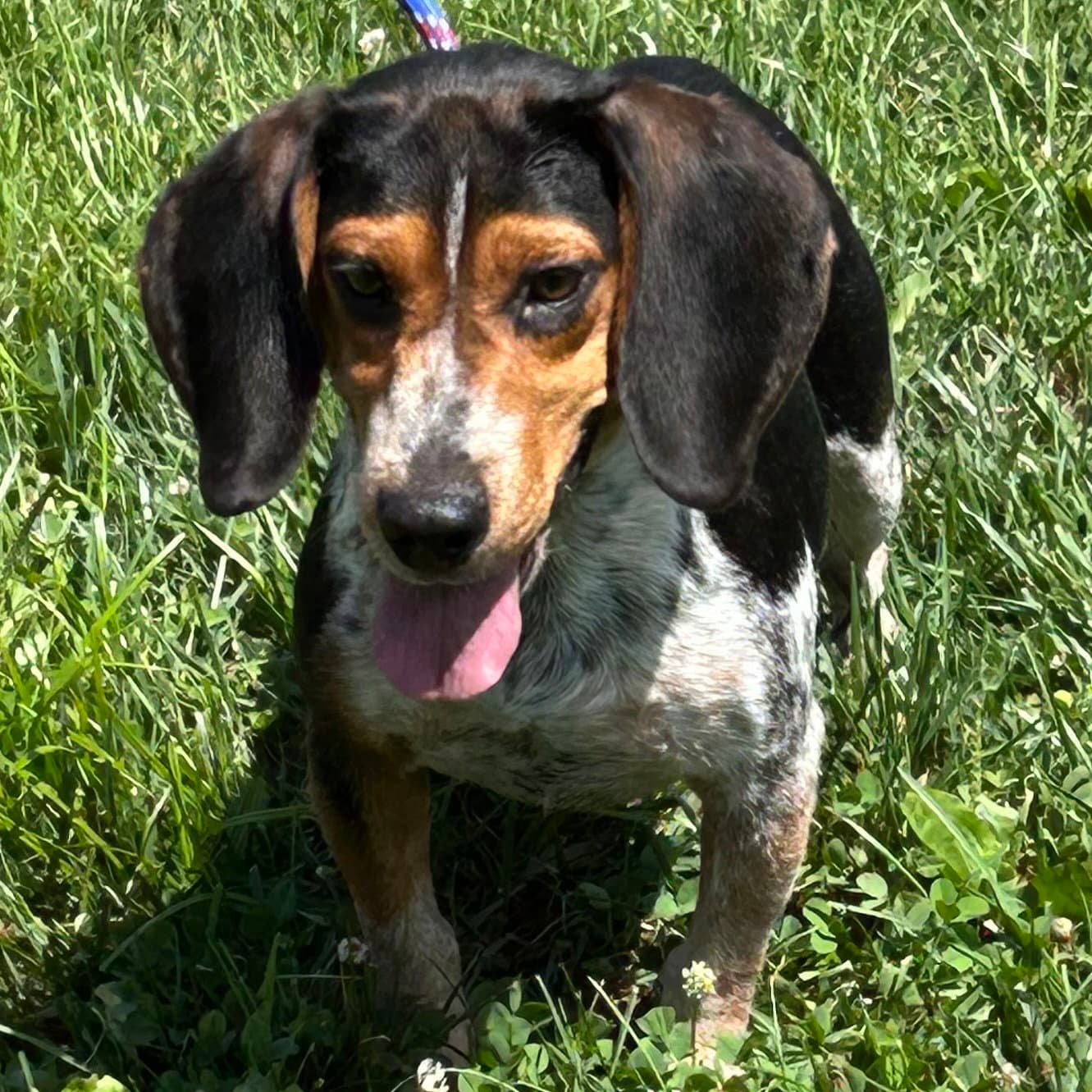 Deacon - Beagle