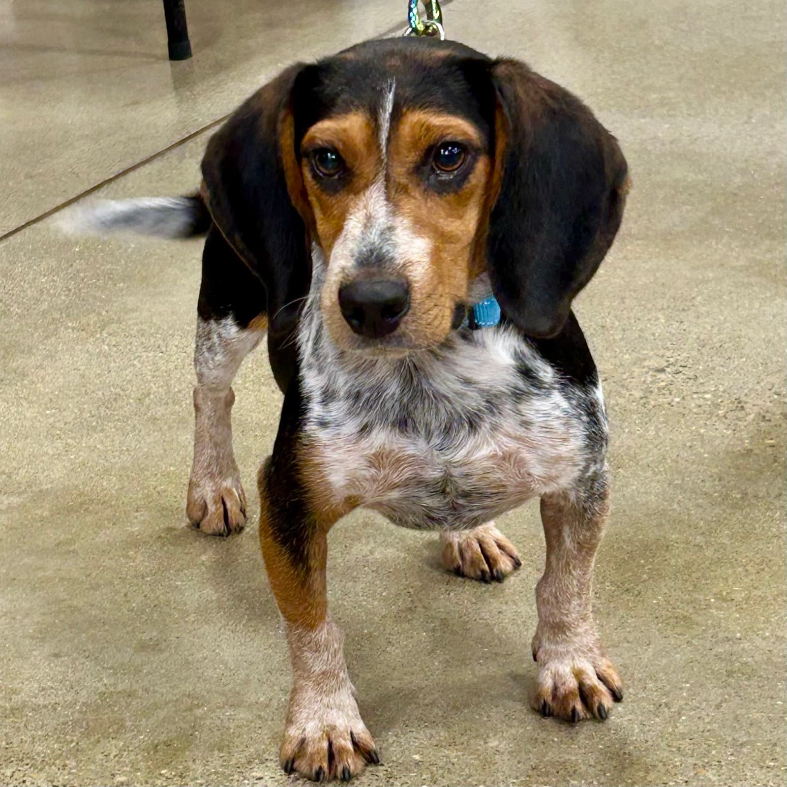 Deacon - Beagle