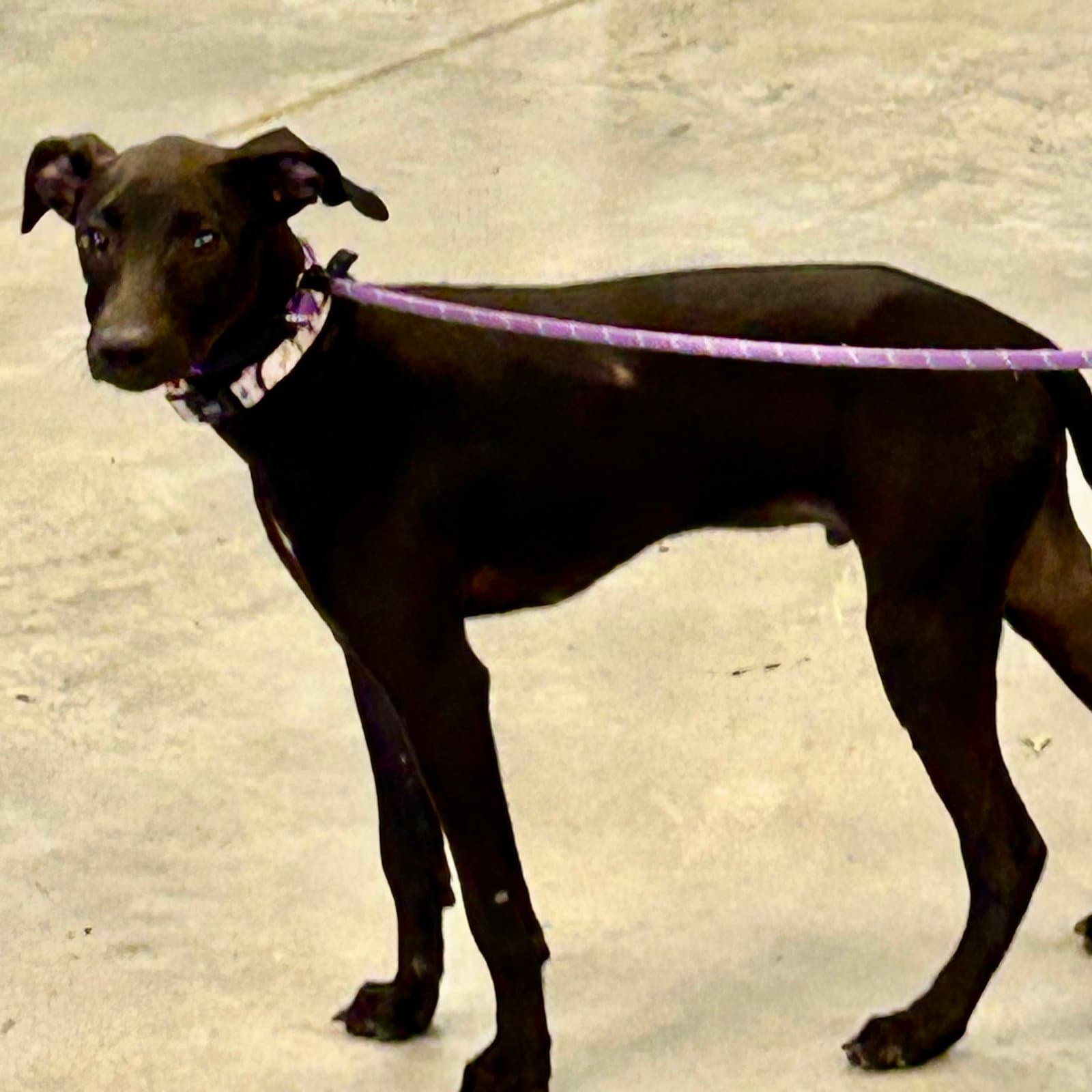 Preacher - Italian Greyhound