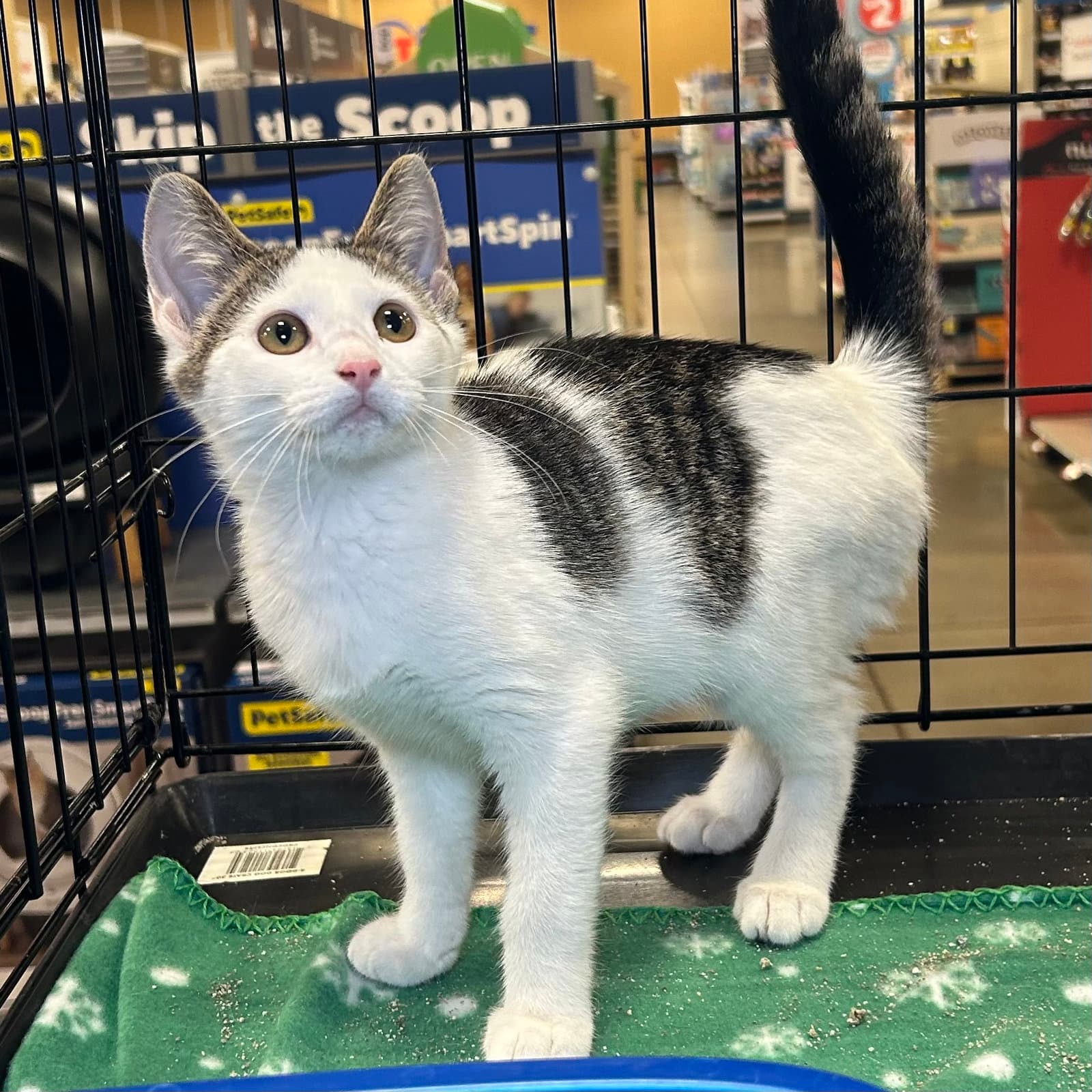 Mabel - Domestic Short Hair